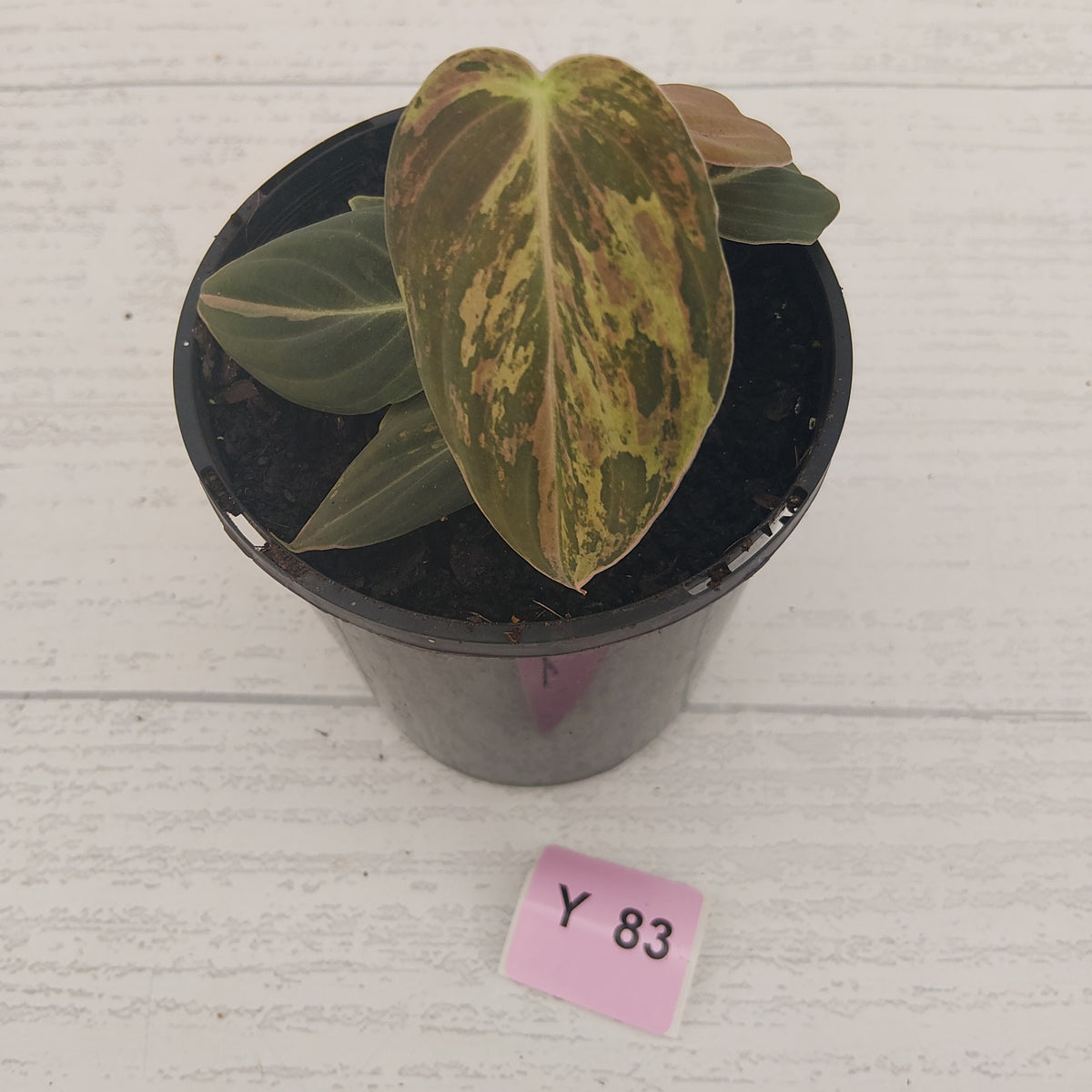 Philodendron melanochrysum Variegata