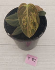 Philodendron melanochrysum Variegata