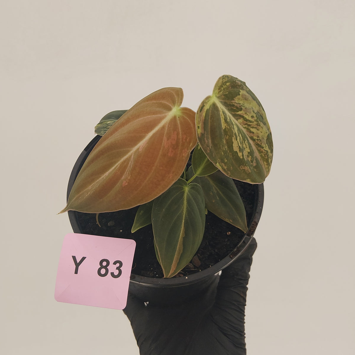 Philodendron melanochrysum Variegata