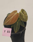 Philodendron melanochrysum Variegata