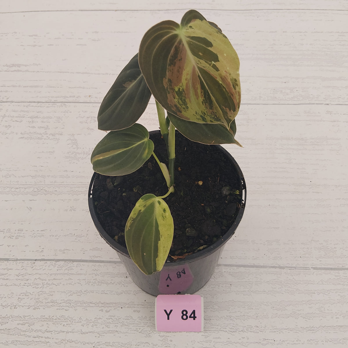 Philodendron melanochrysum Variegata