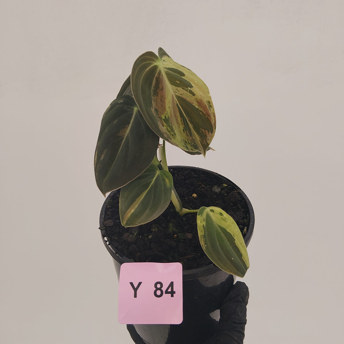 Philodendron melanochrysum Variegata