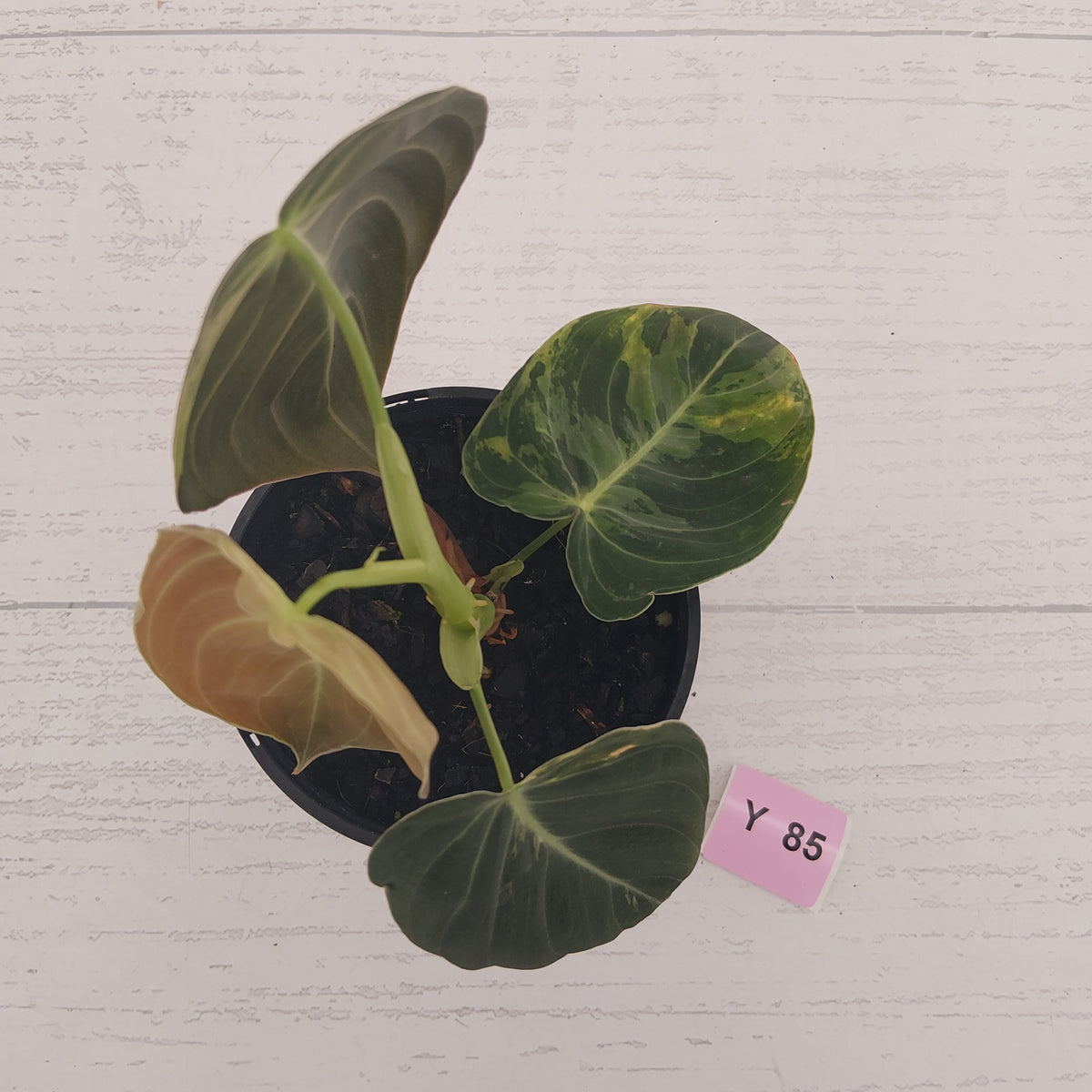 Philodendron melanochrysum Variegata