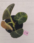 Philodendron melanochrysum Variegata