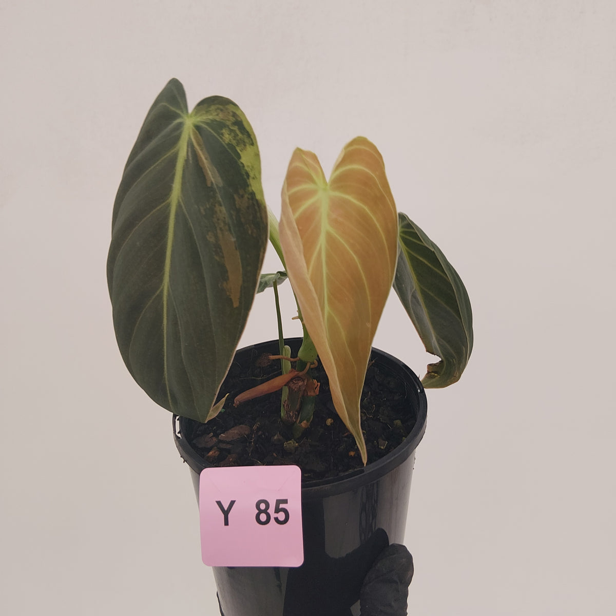 Philodendron melanochrysum Variegata