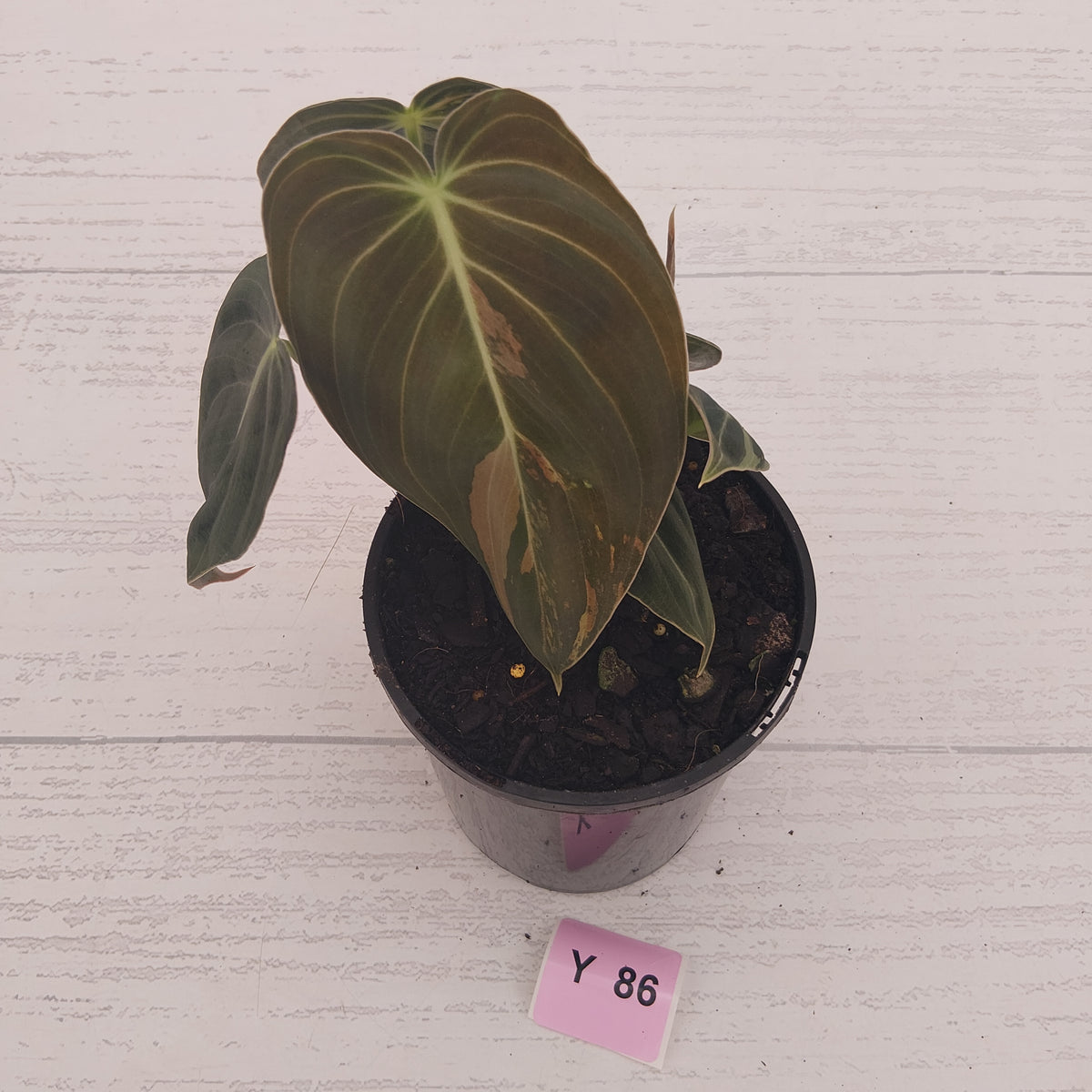 Philodendron melanochrysum Variegata