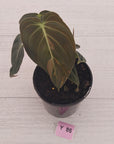 Philodendron melanochrysum Variegata
