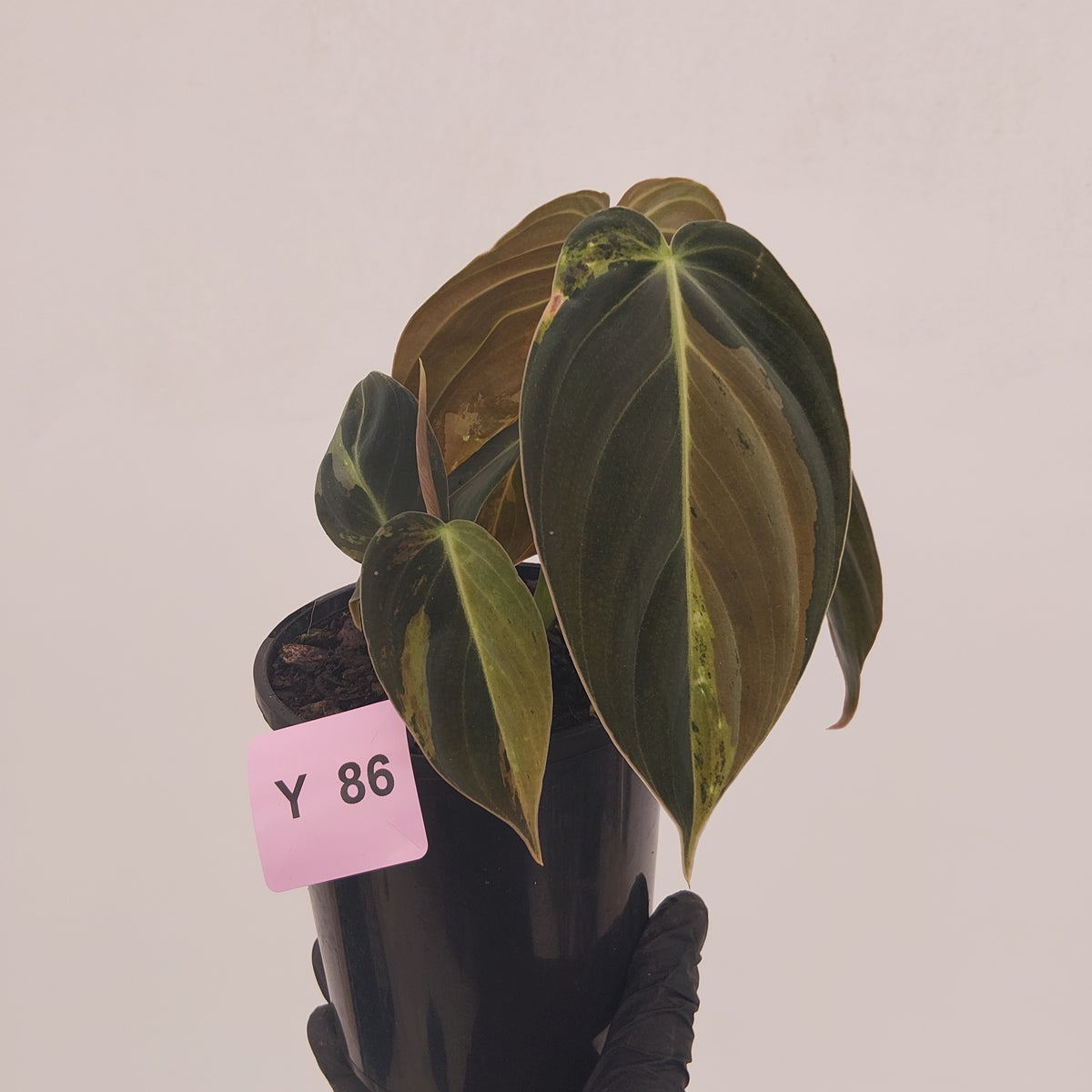 Philodendron melanochrysum Variegata