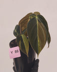 Philodendron melanochrysum Variegata