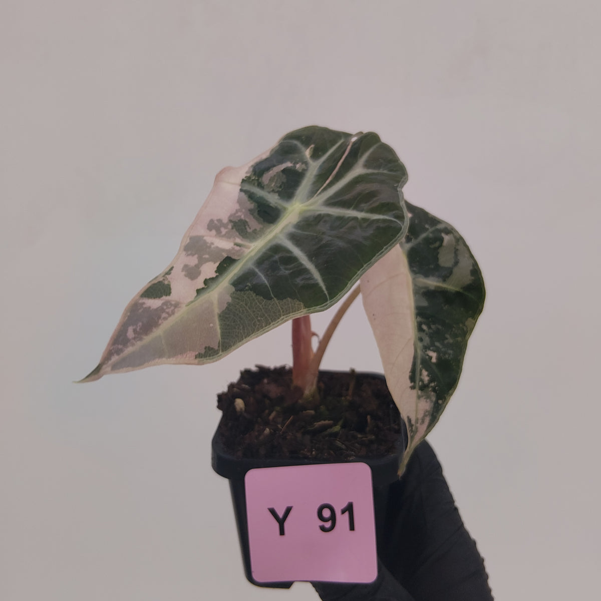 Alocasia Polly 'Snowflake Brocade'