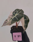 Alocasia Polly 'Snowflake Brocade'