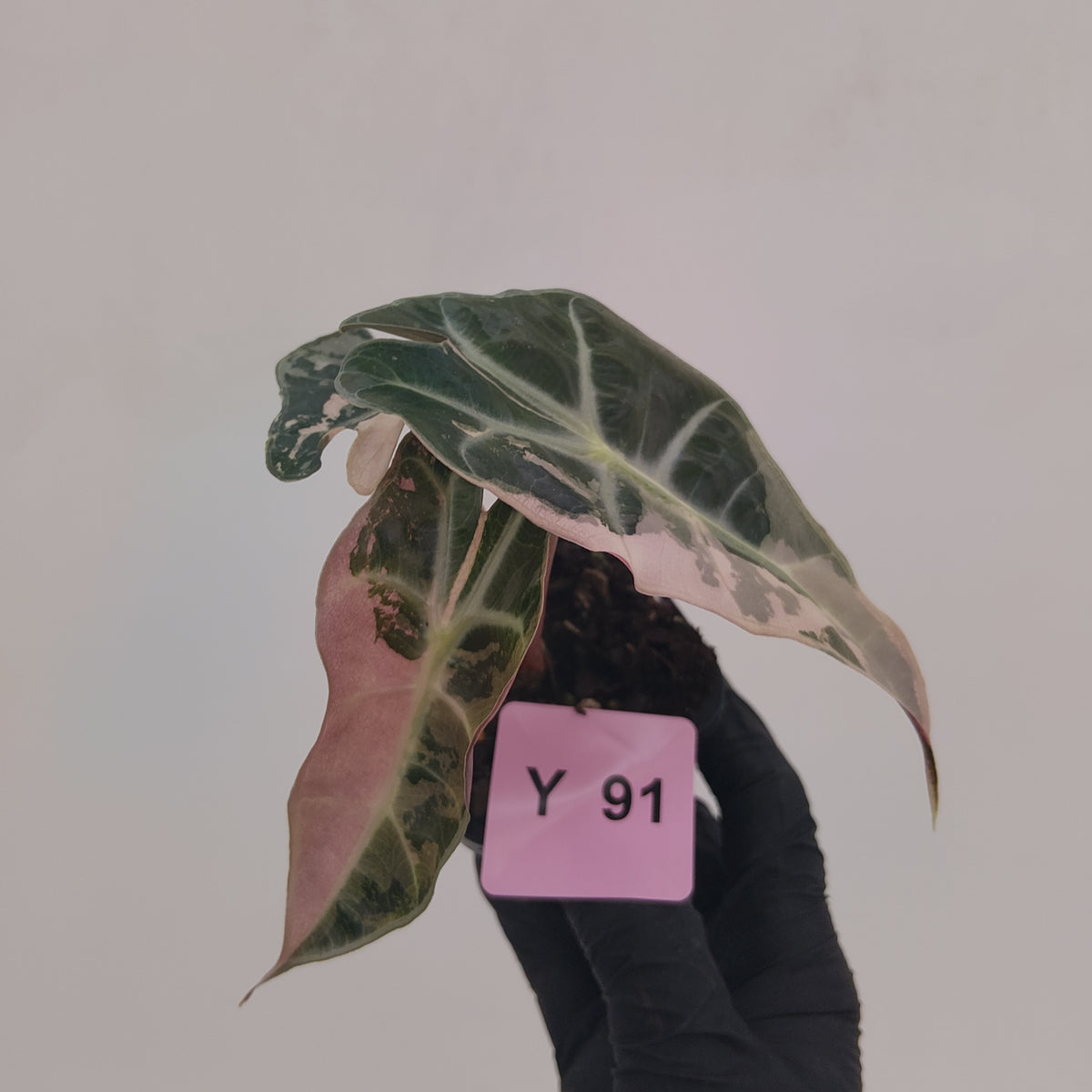 Alocasia Polly 'Snowflake Brocade'