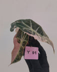 Alocasia Polly 'Snowflake Brocade'