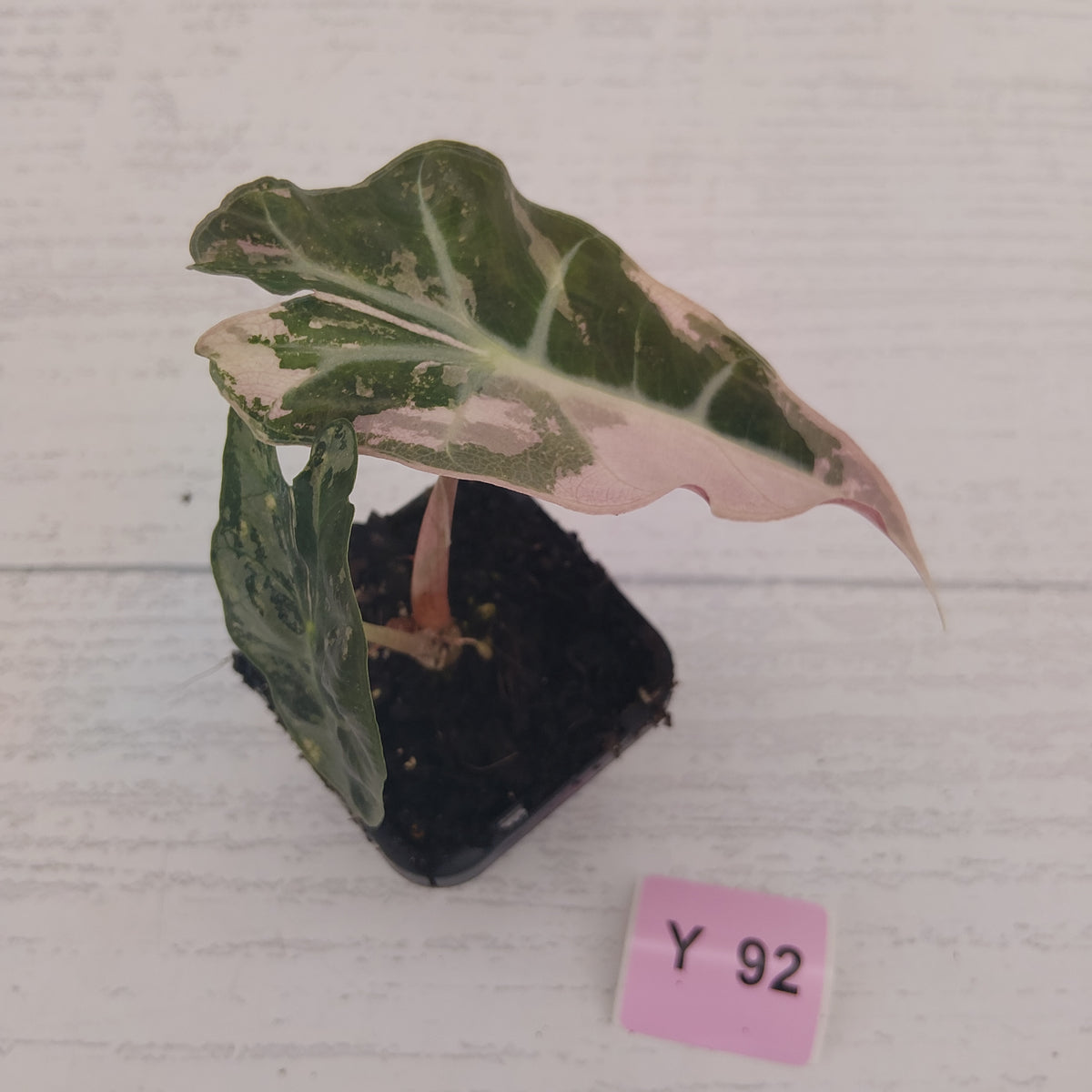 Alocasia Polly 'Snowflake Brocade'