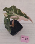 Alocasia Polly 'Snowflake Brocade'