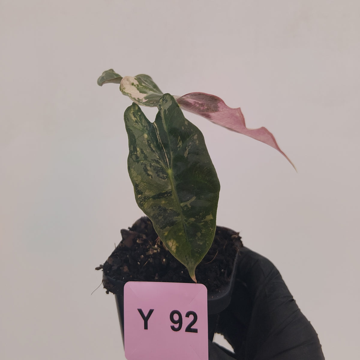 Alocasia Polly 'Snowflake Brocade'