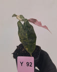 Alocasia Polly 'Snowflake Brocade'