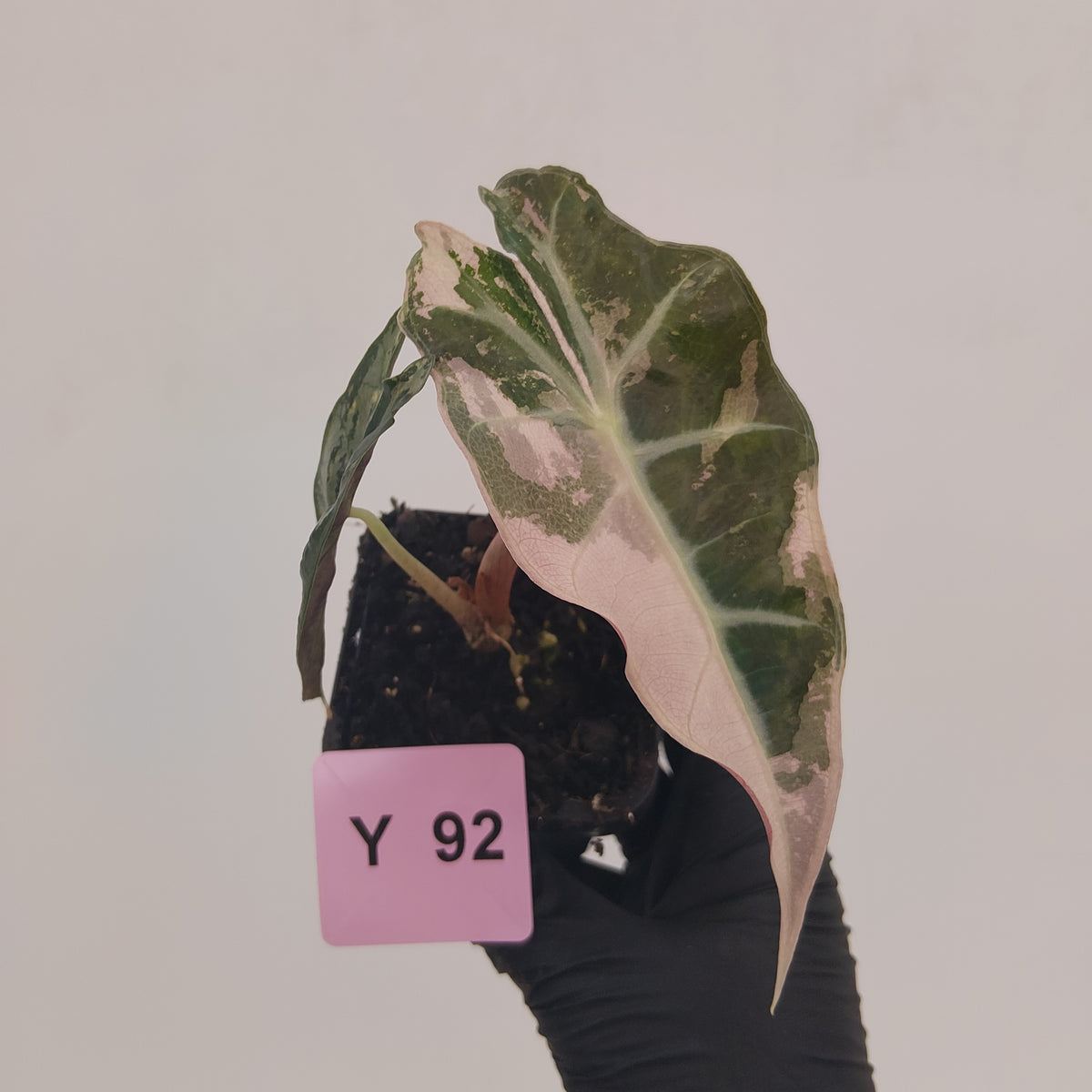 Alocasia Polly 'Snowflake Brocade'