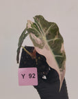 Alocasia Polly 'Snowflake Brocade'