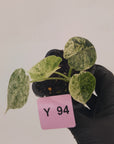 Alocasia baginda ‘Dragon Scale Mint'