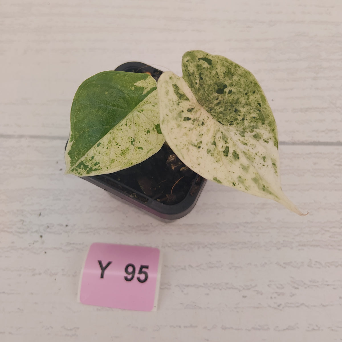Alocasia baginda ‘Dragon Scale Mint'