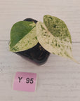 Alocasia baginda ‘Dragon Scale Mint'