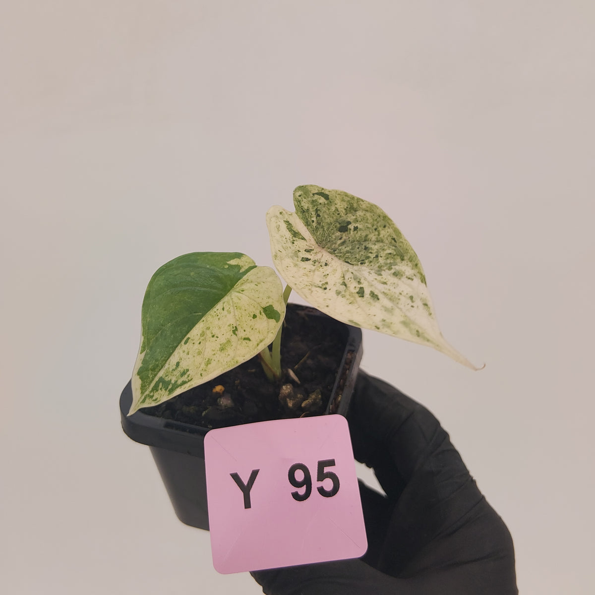 Alocasia baginda ‘Dragon Scale Mint'
