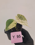 Alocasia baginda ‘Dragon Scale Mint'