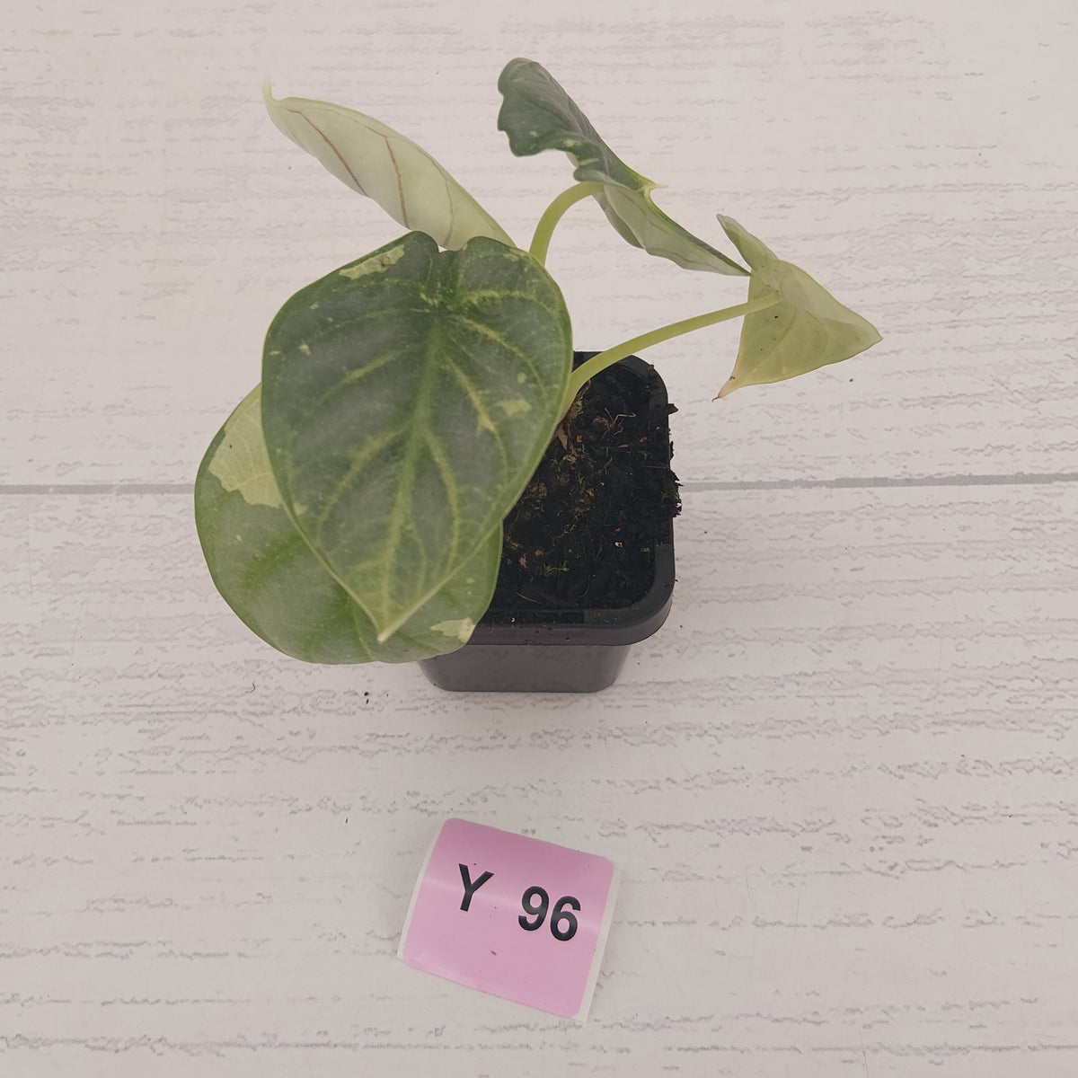 Alocasia baginda 'Silver Dragon' Variegata