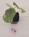 Alocasia baginda 'Silver Dragon' Variegata