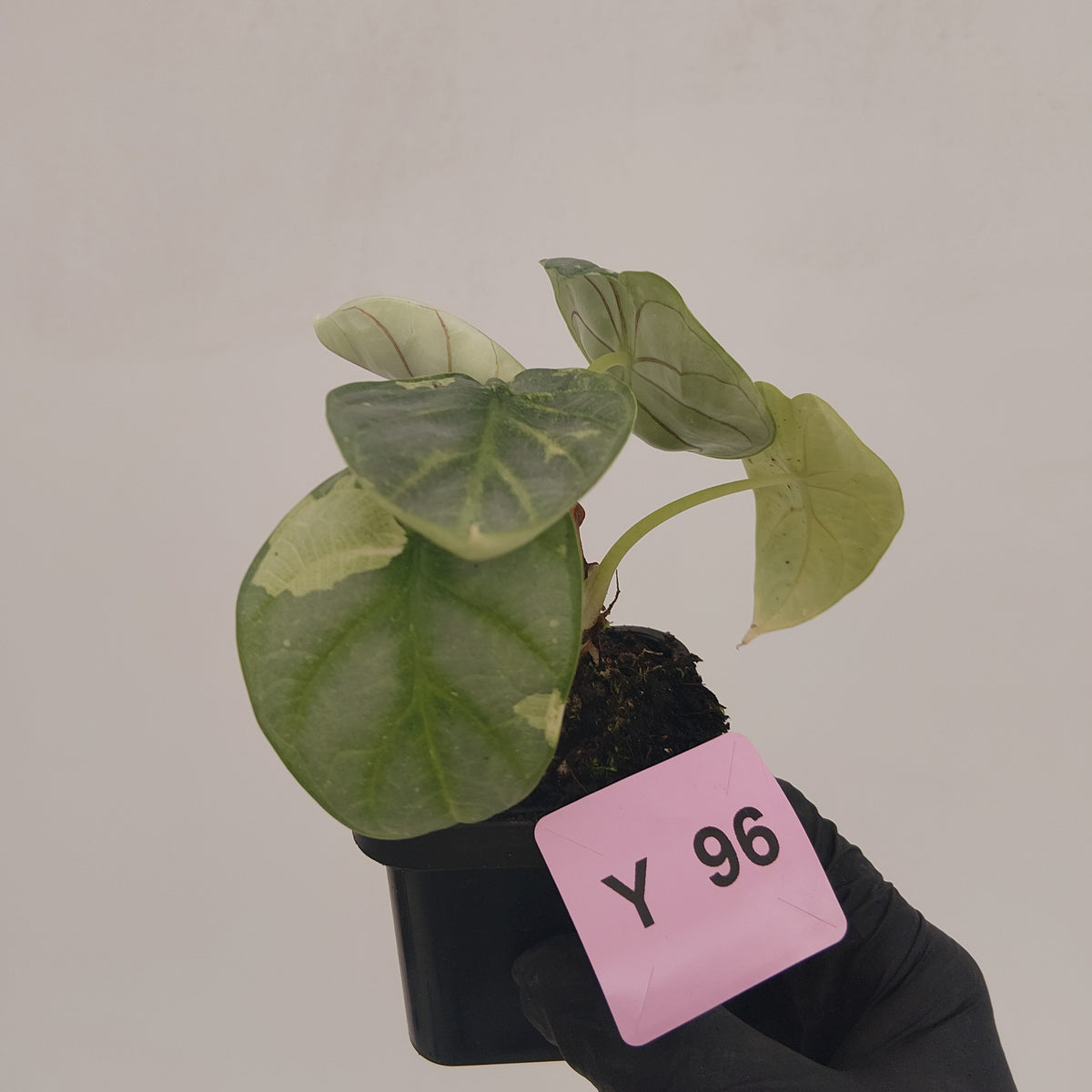 Alocasia baginda 'Silver Dragon' Variegata