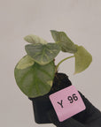 Alocasia baginda 'Silver Dragon' Variegata