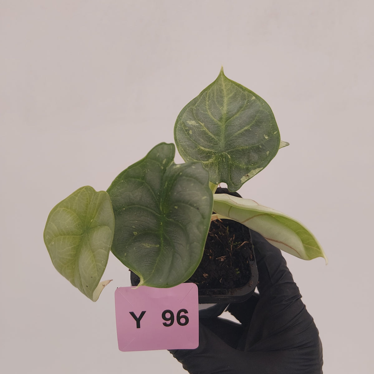 Alocasia baginda 'Silver Dragon' Variegata