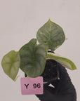 Alocasia baginda 'Silver Dragon' Variegata