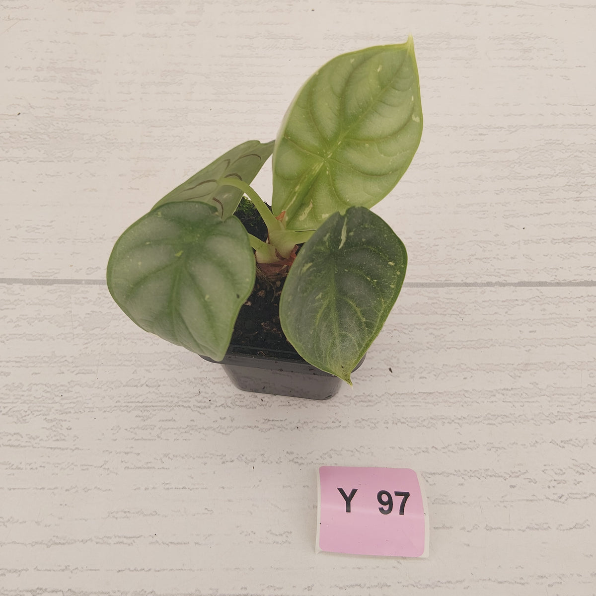Alocasia baginda 'Silver Dragon' Variegata