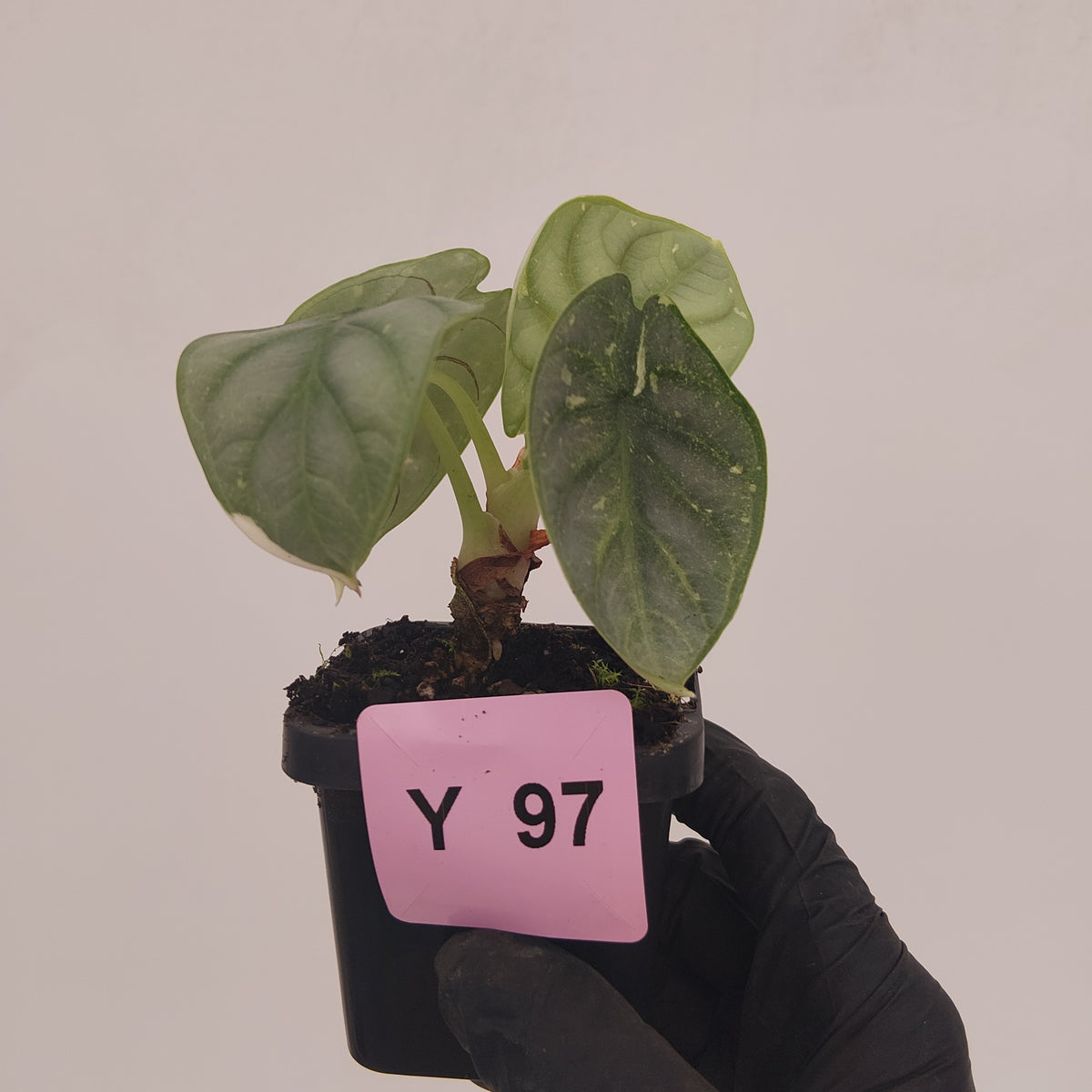 Alocasia baginda 'Silver Dragon' Variegata