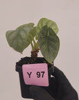 Alocasia baginda 'Silver Dragon' Variegata
