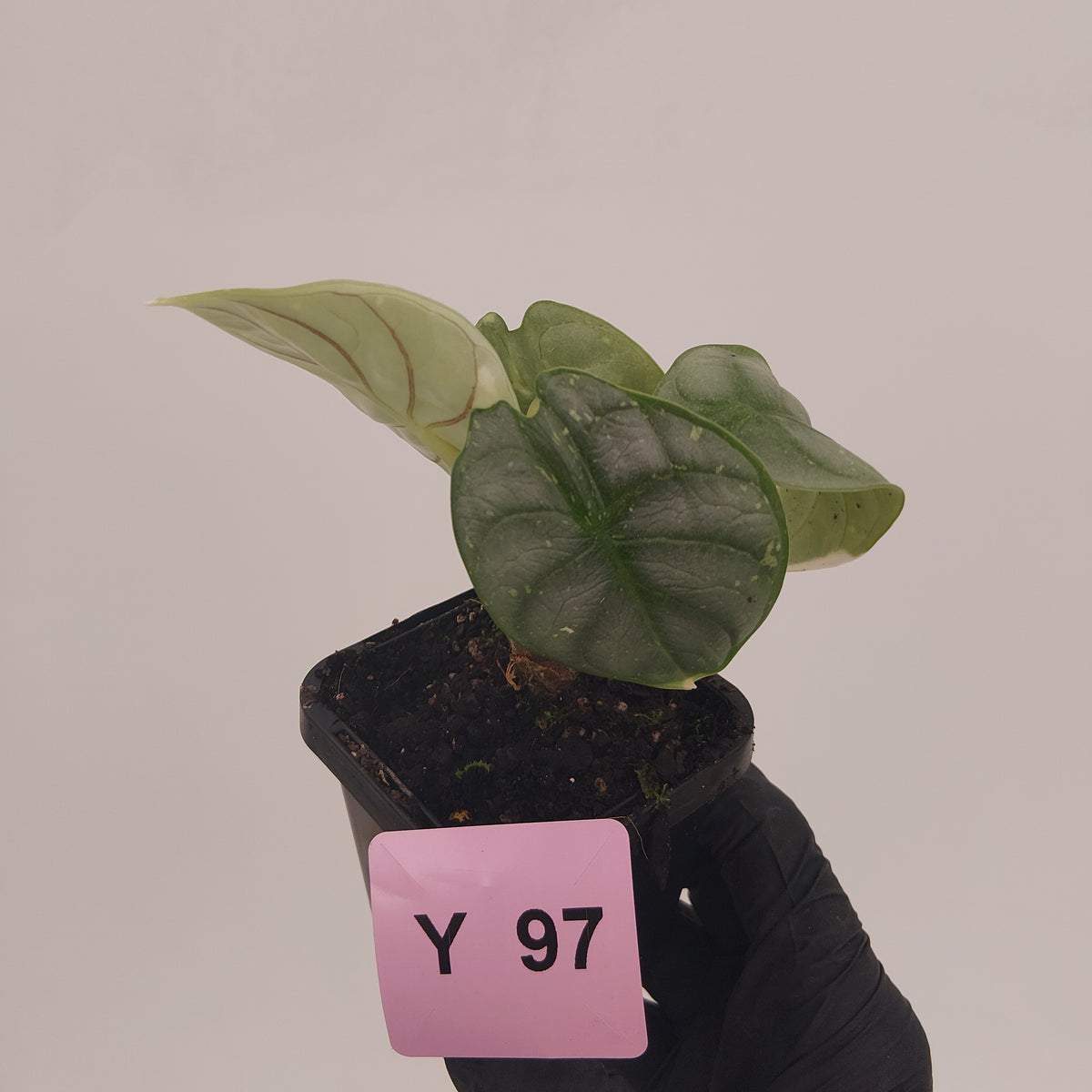 Alocasia baginda 'Silver Dragon' Variegata
