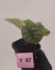 Alocasia baginda 'Silver Dragon' Variegata