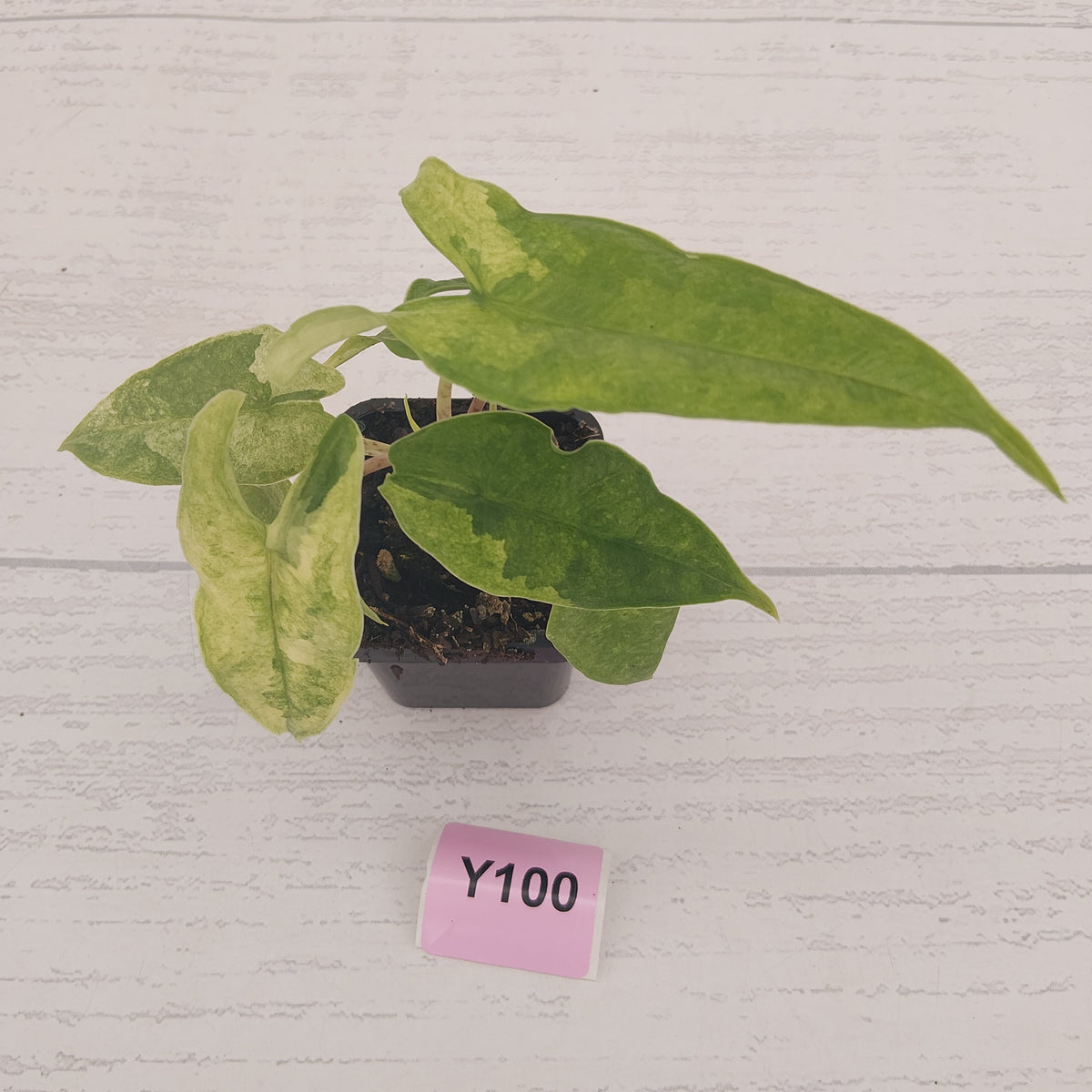 Alocasia sulawesi karpet variegata