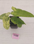 Alocasia sulawesi karpet variegata