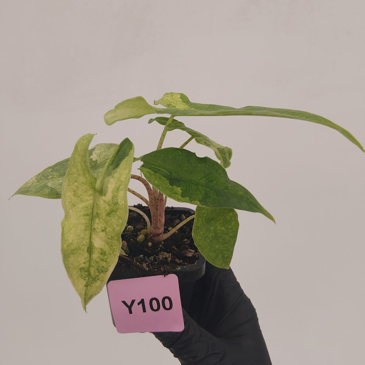 Alocasia sulawesi karpet variegata