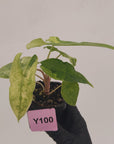 Alocasia sulawesi karpet variegata
