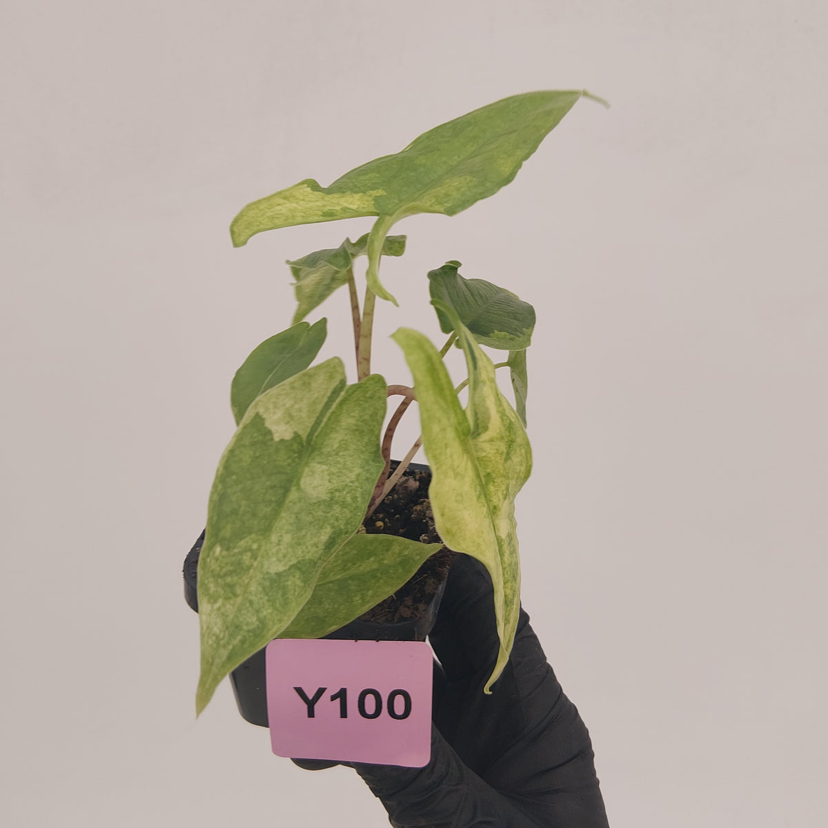 Alocasia sulawesi karpet variegata