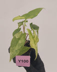 Alocasia sulawesi karpet variegata