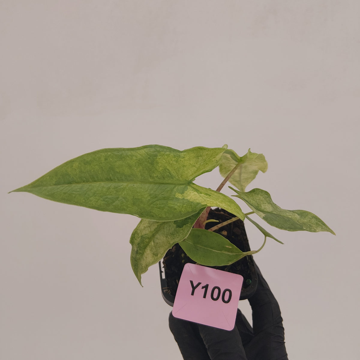 Alocasia sulawesi karpet variegata