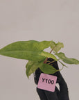 Alocasia sulawesi karpet variegata