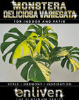 Monstera deliciosa Variegata