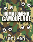 Adelonema wallisii ‘Camouflage’