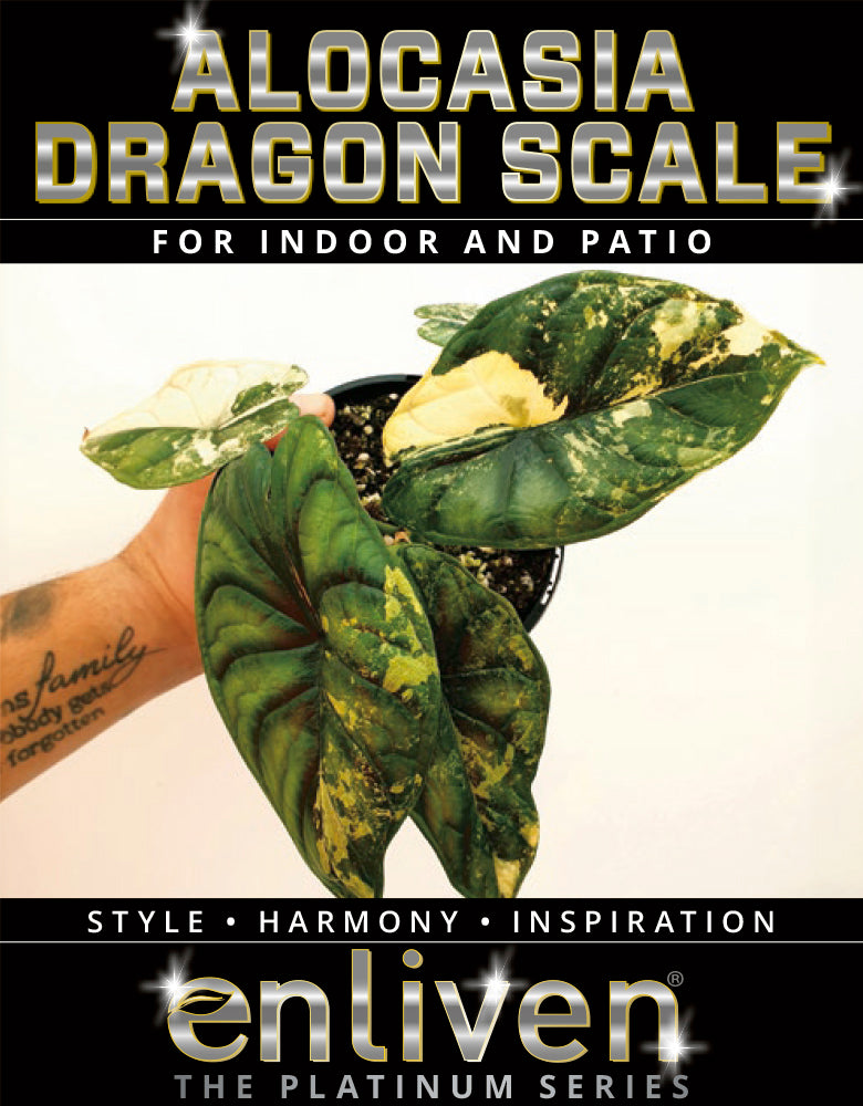Alocasia Dragon Scale Variegata